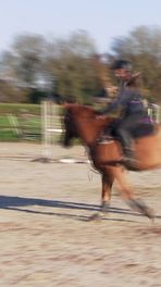 'Horseboard-familie' Horring