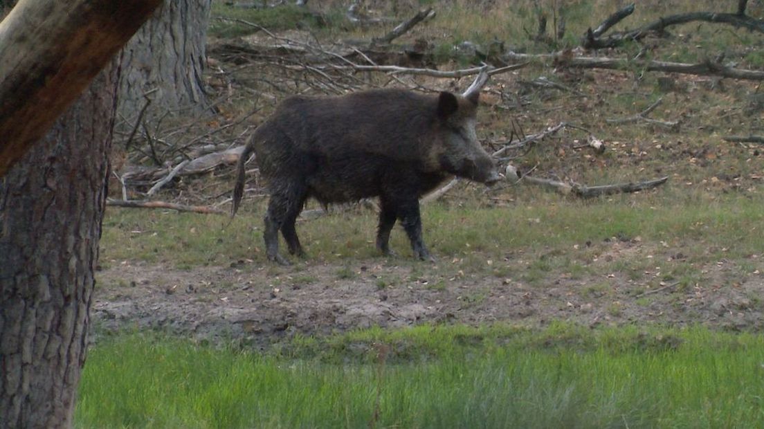 Een zwijn op de Veluwe.