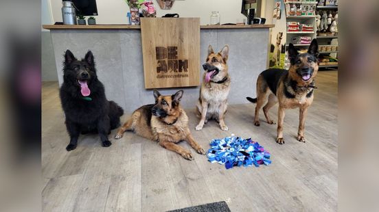 Herder Hailey krijgt nieuw thuis na hachelijk avontuur op A28