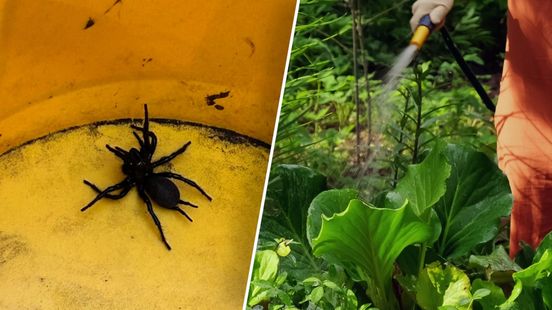 Exotische spin duikt op in tuin: 'Schrok wel even'