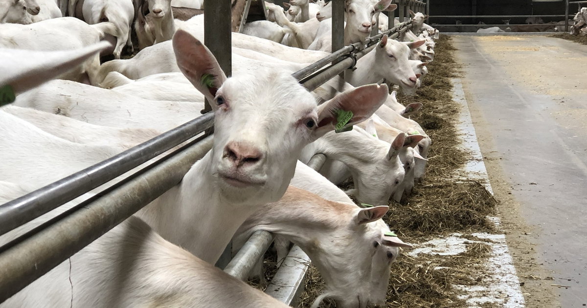 Zorgen in Rottum om mogelijke uitbreiding geitenhouderij: van 550 naar 2.800 dieren