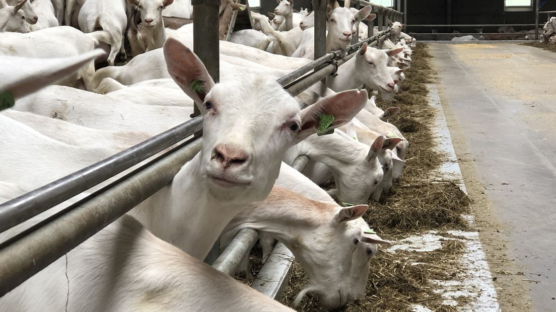 Een geitenhouderij