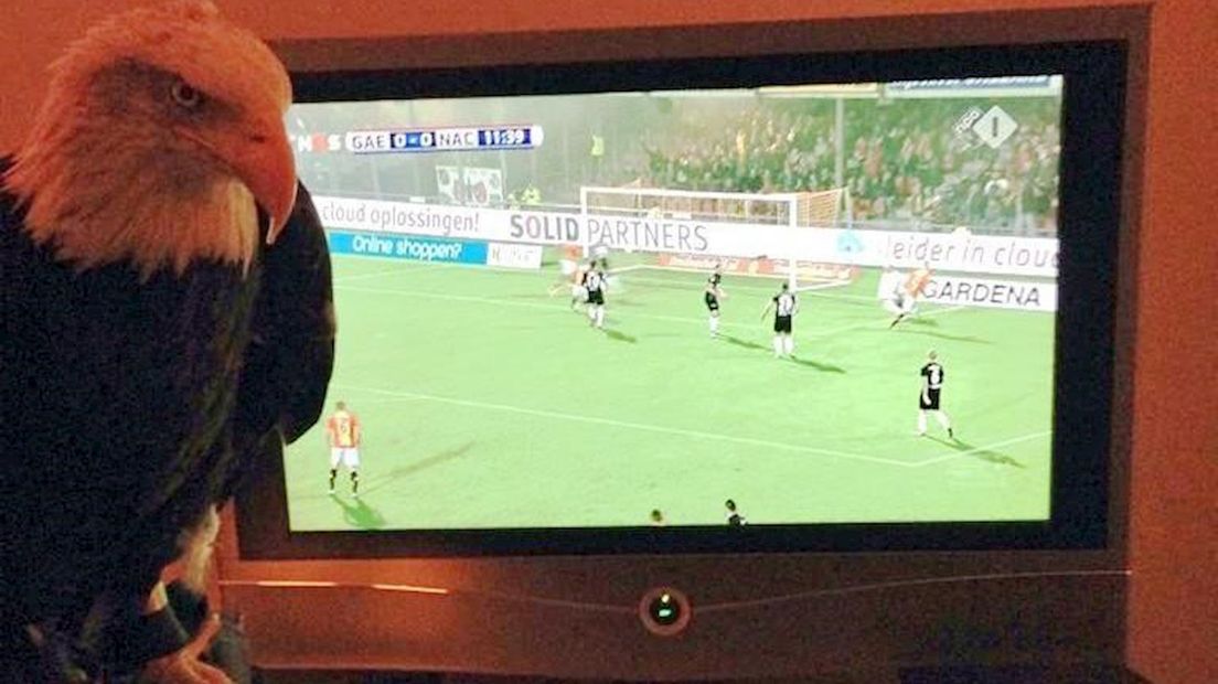 Harly voor de tv