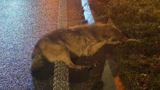 Dode wolf gevonden, dier blijkt aangereden. Dode wolf gevonden, dier blijkt aangereden.