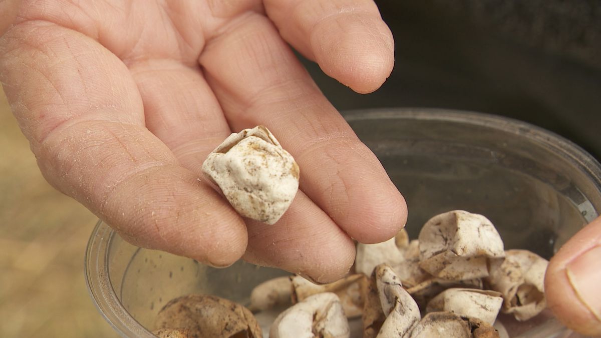 IJsvereniging helpt ringslangen met uitbroeden van eieren