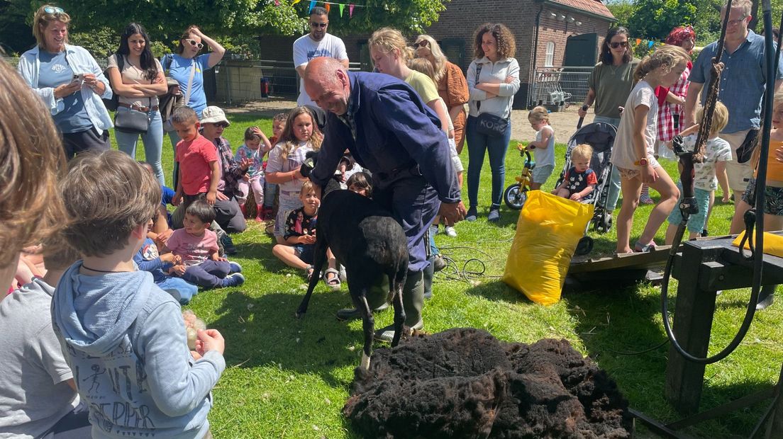Het schaap in haar lentevachtje