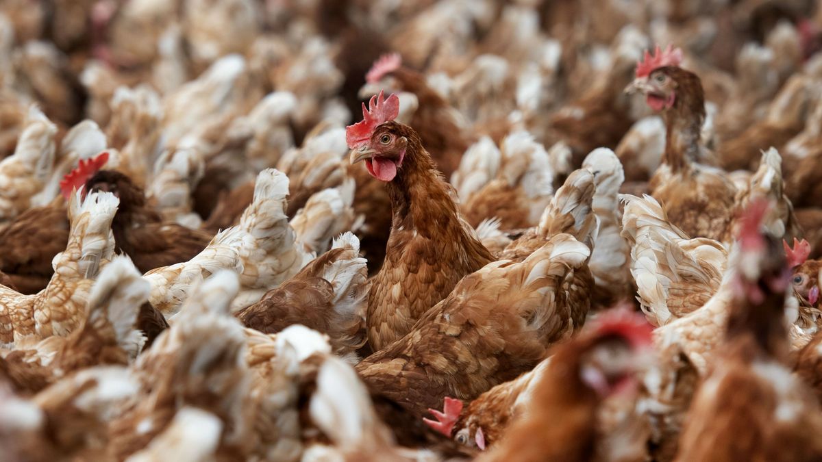 Vogelgriep over Duitse grens, beperking voor bedrijf bij Nieuw-Schoonebeek