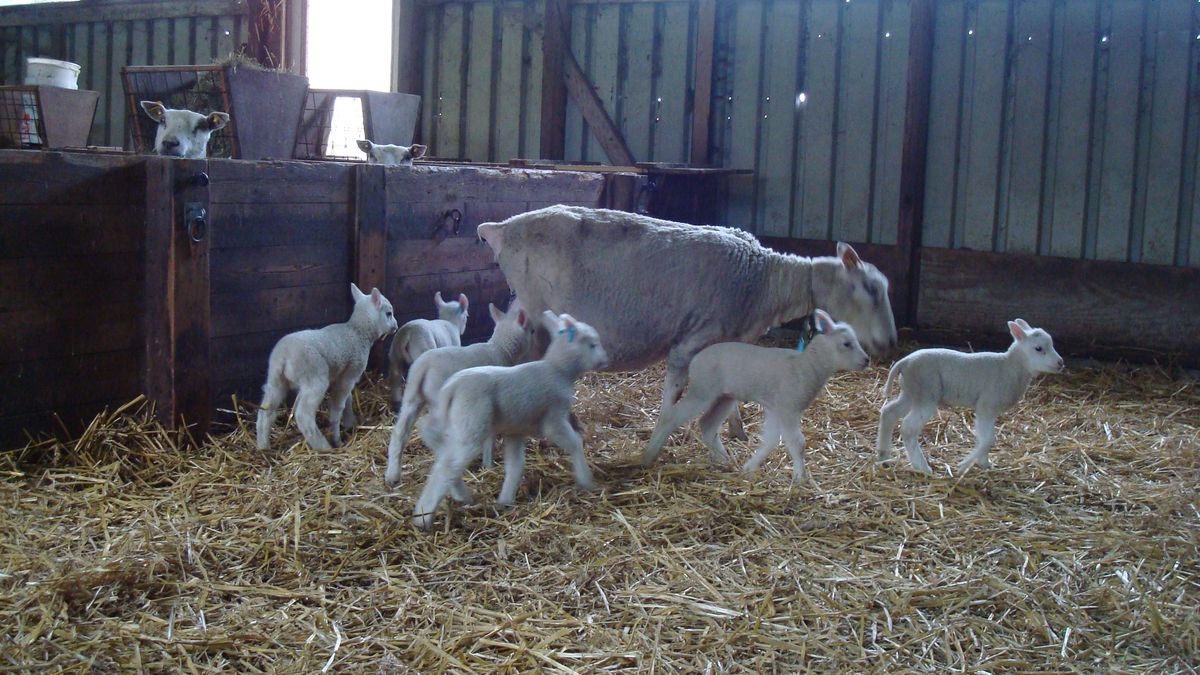 Zesling lammetjes geboren in Wanneperveen