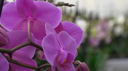 Aardse Orchideeën in Zuidbroek stopt: gas is niet meer te betalen