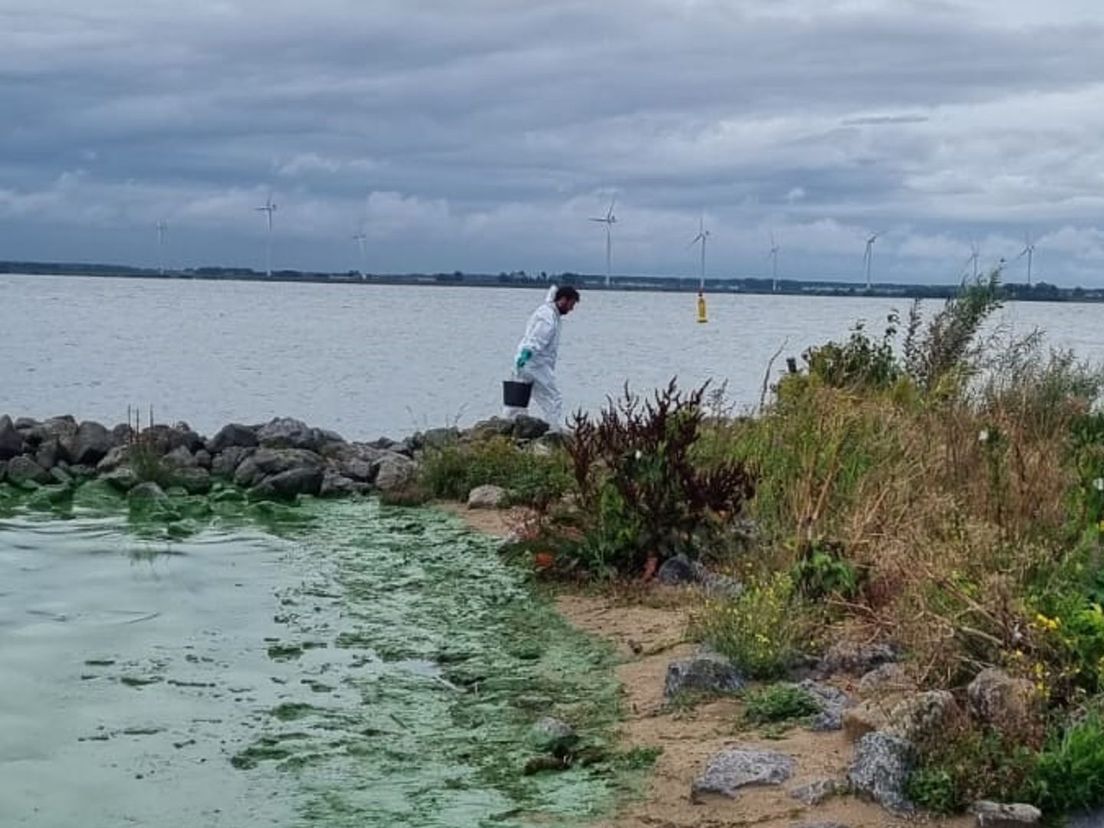 Dode vogels rapen aan het Haringvliet