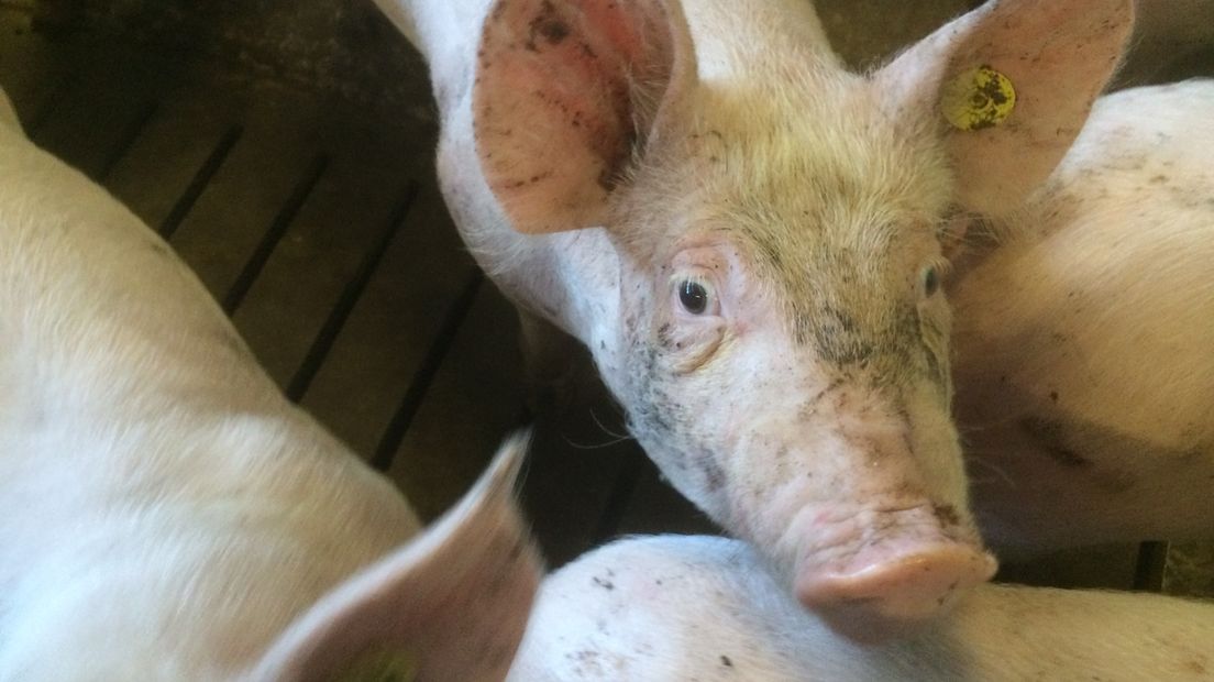 Varkensboeren verdienen nauwelijks iets aan hun waar (Rechten: archief RTV Drenthe)