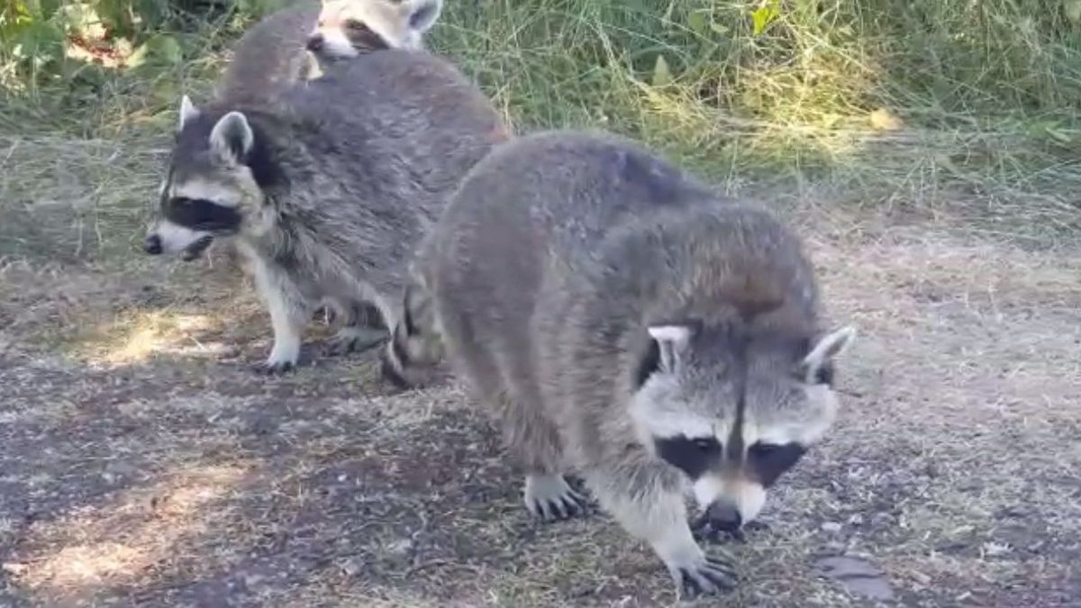 Hondsbrutale wasberen trekken zich niks aan van fietsers