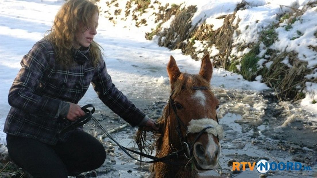 Paard te water in Biessum