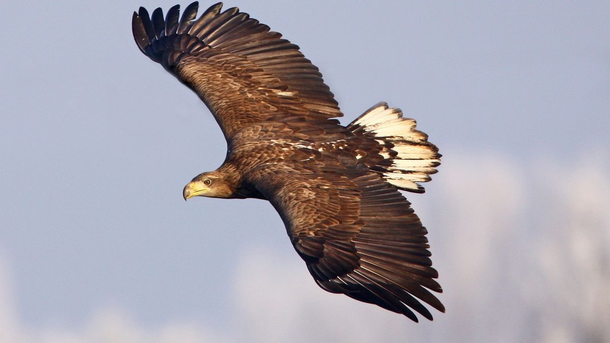 Dit is er dit weekend te doen in Groningen: Paradigm Festival, kofferbakverkoop en roofvogels