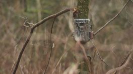 Wildcamerabeelden Drents-Friese Wold