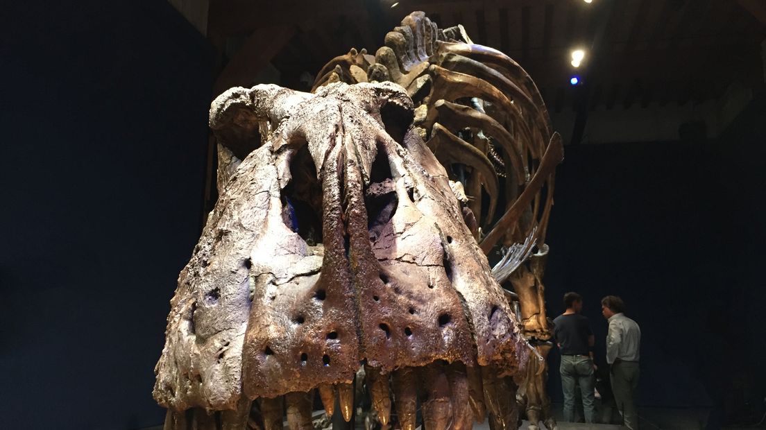 Het dinosaurusskelet 