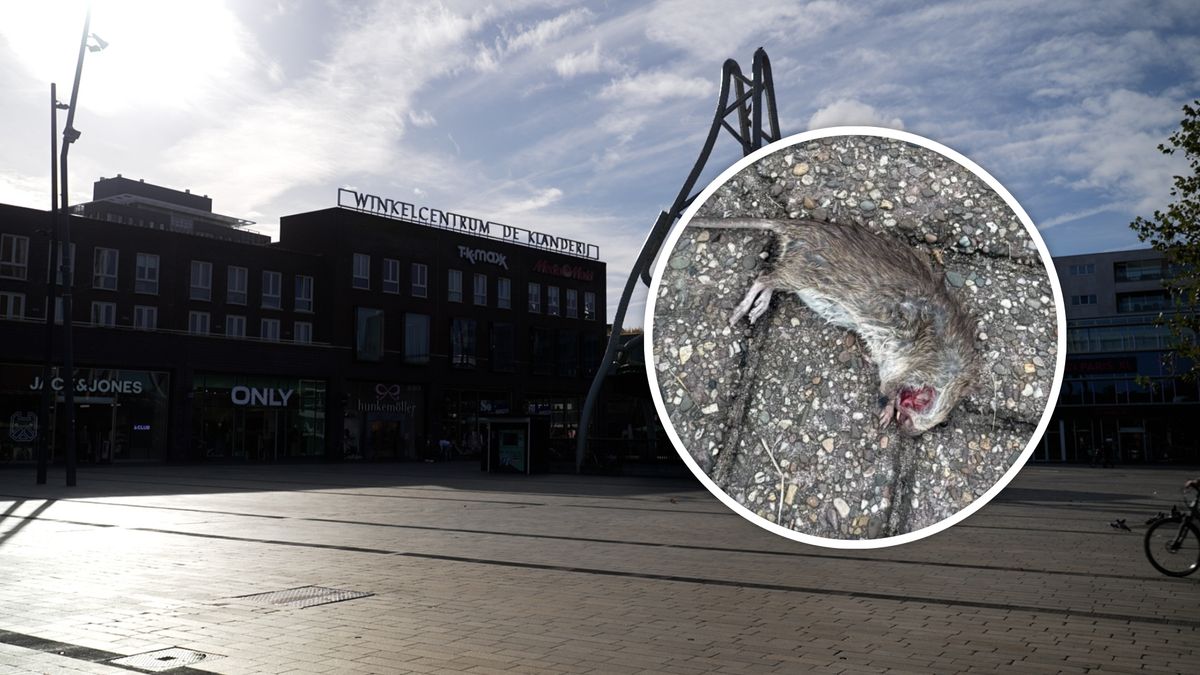 Rattenoverlast in binnenstad Enschede: gemeente vraagt bezoekers om een gunst