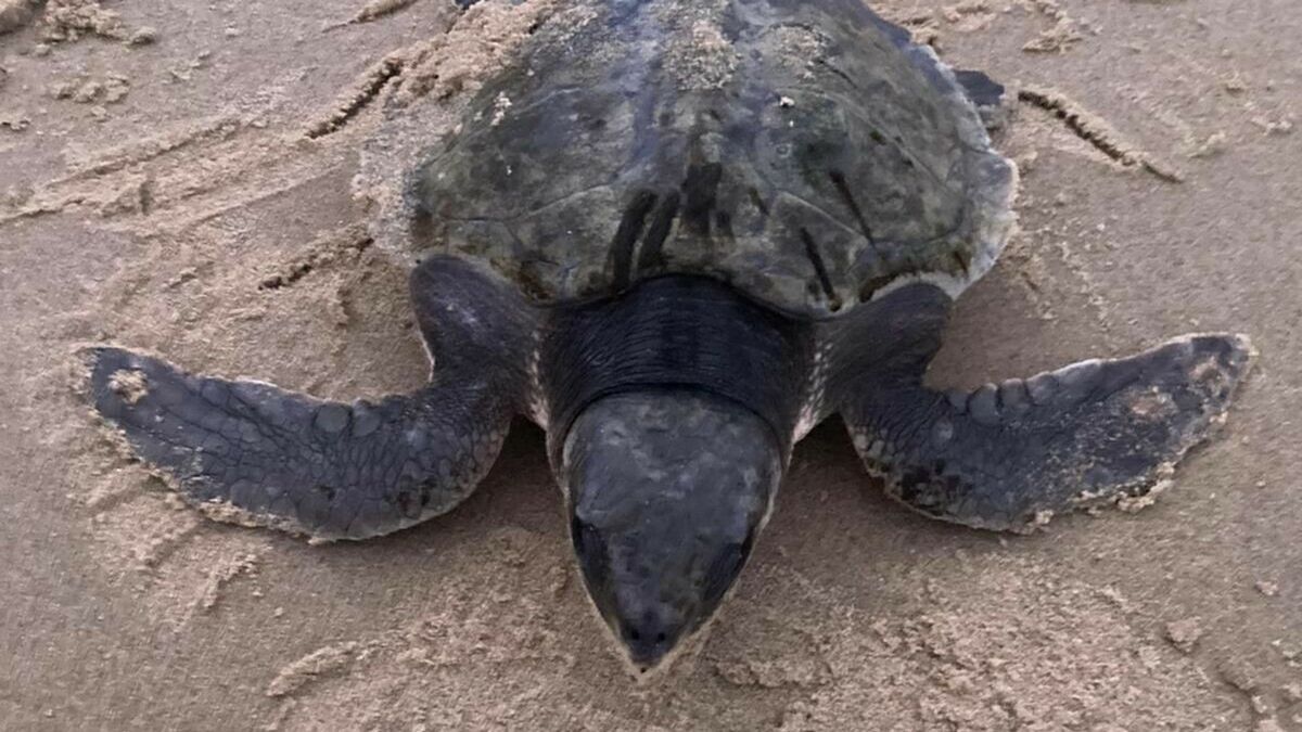 Zeldzame zeeschildpad strandt bij Zoutelande: 'En er kunnen er nog meer aanspoelen'