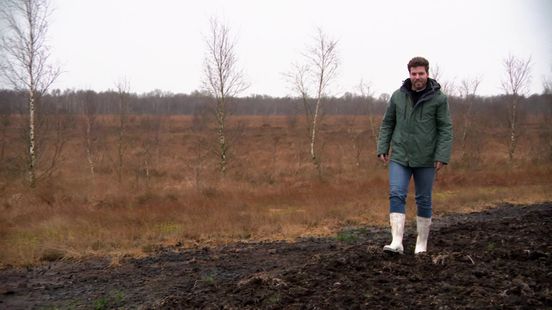 Unieke vondst: 6.900 jaar oude zomereik ontdekt in Drents hoogveen