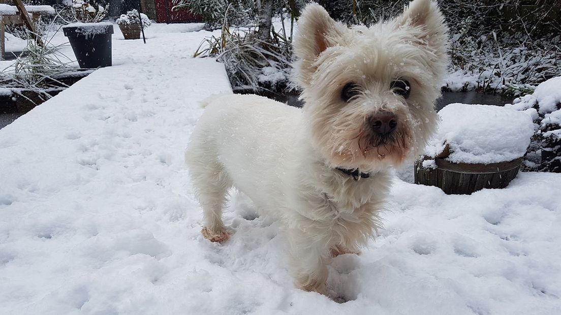 Nieuwegeinse hond.