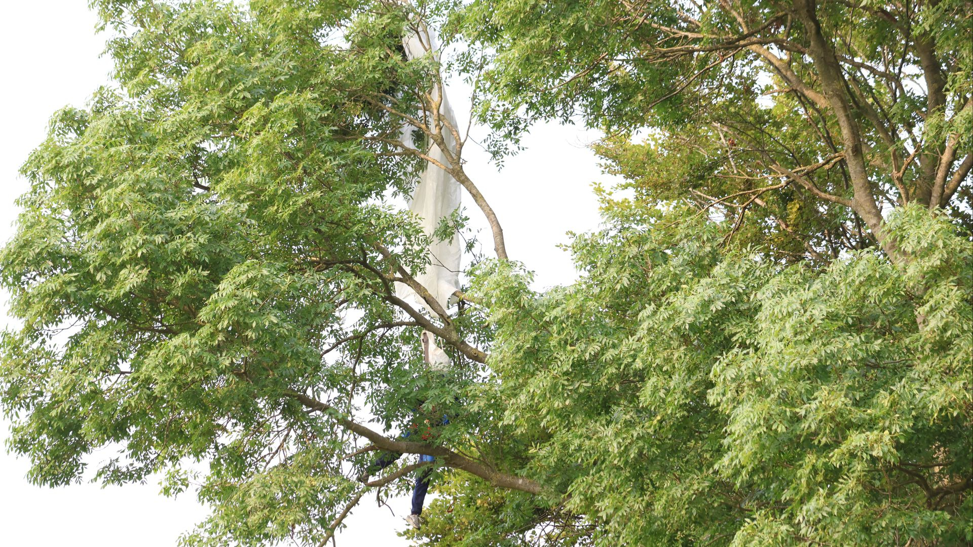 Parachutist zit vast in boom