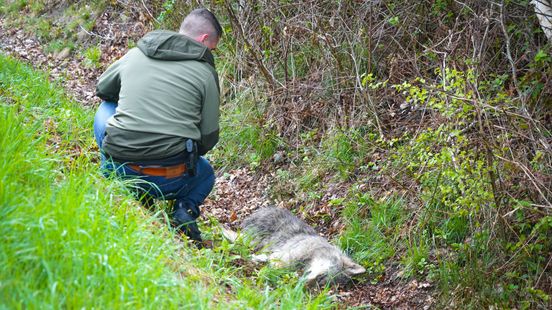 Aangereden wolf op A28 is dood. Aangereden wolf op A28 is dood.