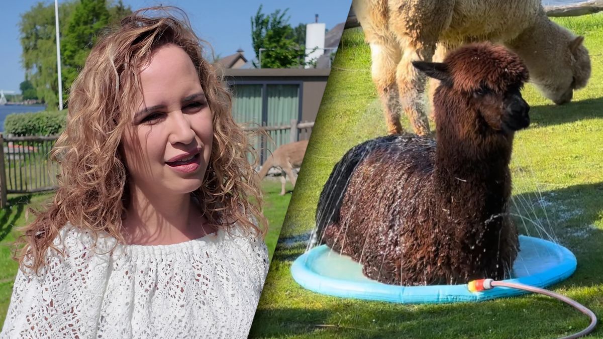 De douchende alpaca's van Franeker gaan via Instagram de wereld over: 