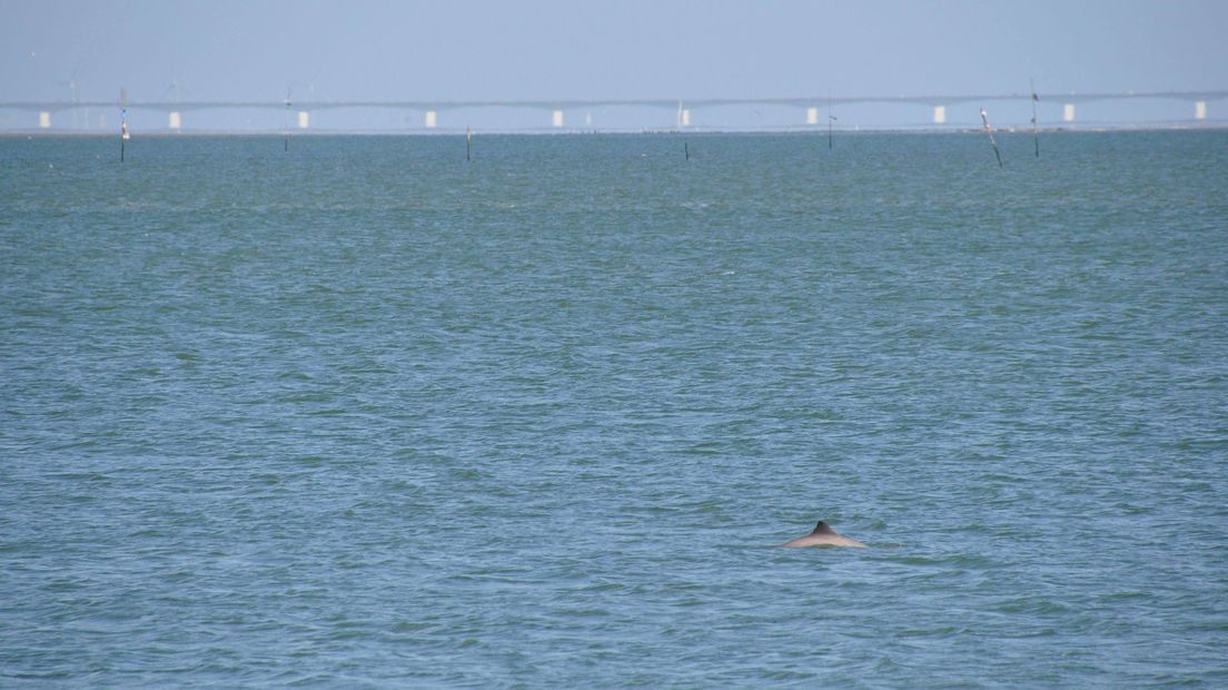 Bruinvis in de Oosterschelde