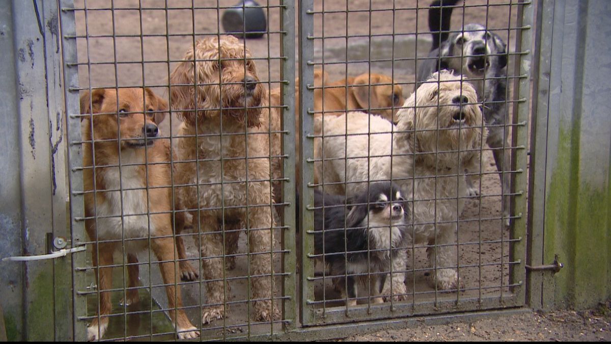 Zeeuwse dierenpensions moeten nee verkopen