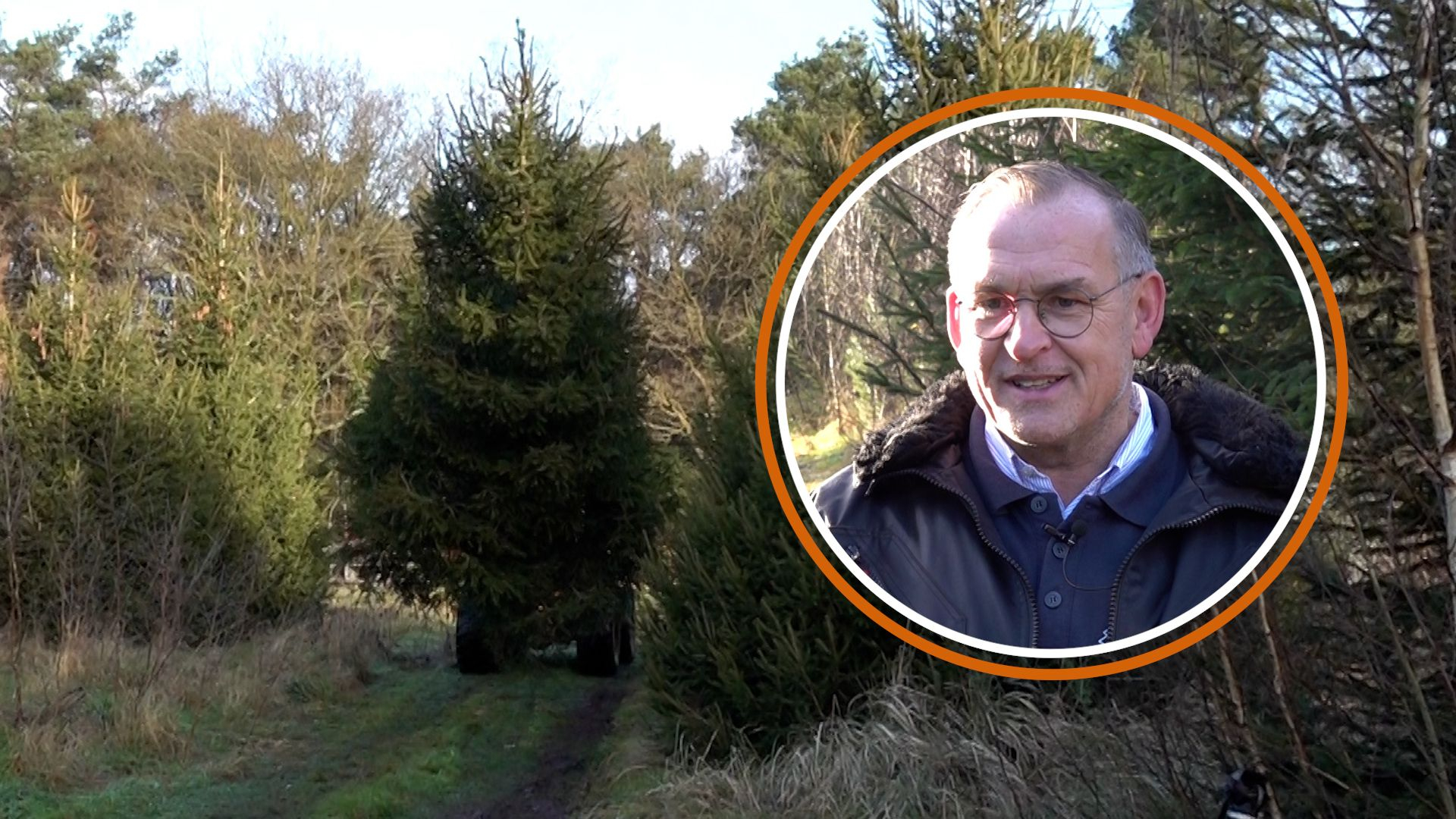 Een kerstboom van 7 meter hoog kweek je met zorg en aandacht