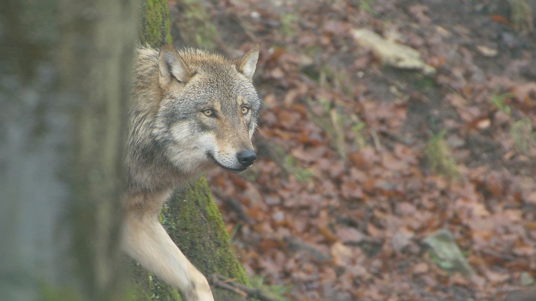 De wolf is niet geïnteresseerd in de mens (Fragment film WOLF)