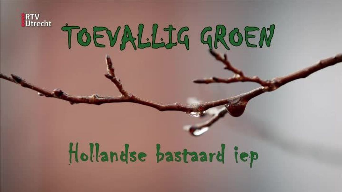 Toevallig Groen