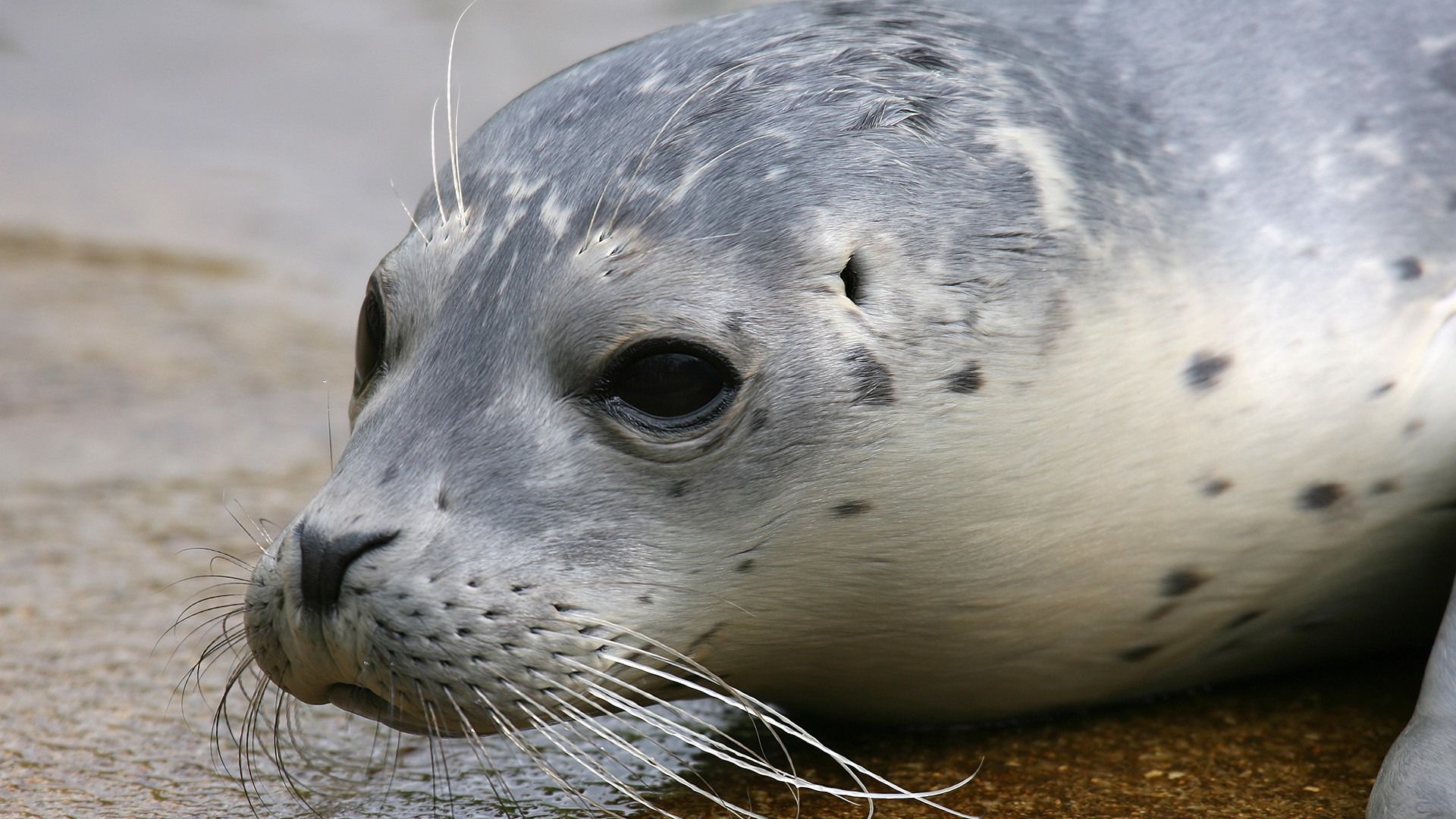 Seehûnepup