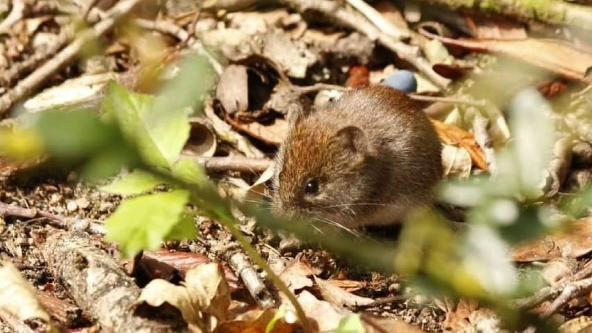 Muizen rukken op en zoeken massaal de warmte op.