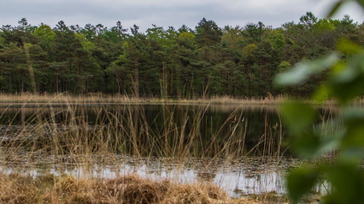Natuur Oude Bosch bij Wijnjewoude en Bakkeveen opnieuw ingericht