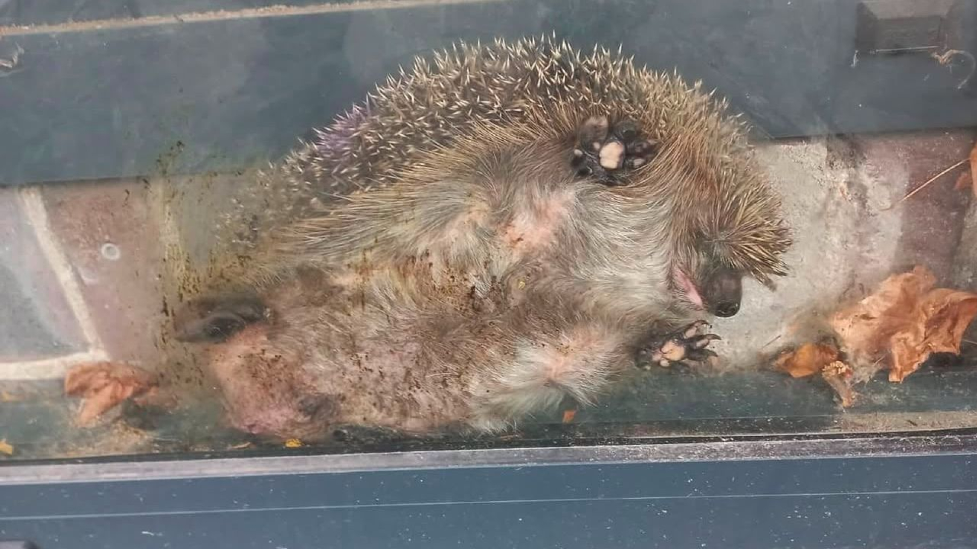 Foto: Bijzondere reddingsactie: egel zit muurvast achter glazen wand