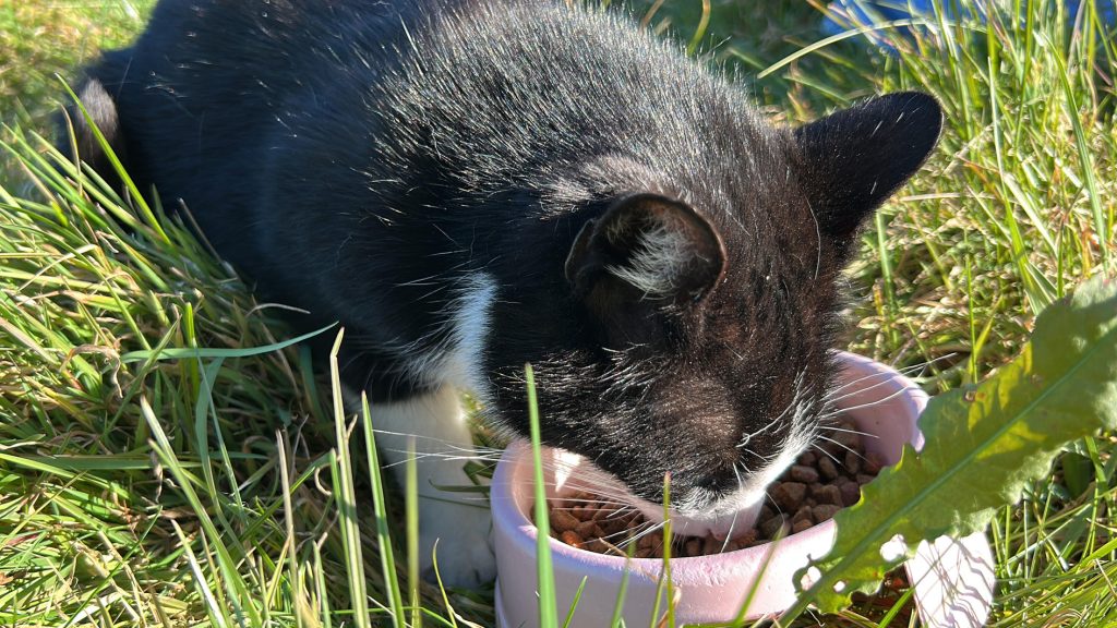 Poes Daisy út Snits dûkt twa jier letter op by Menaam: "Leeft poes nog?"
