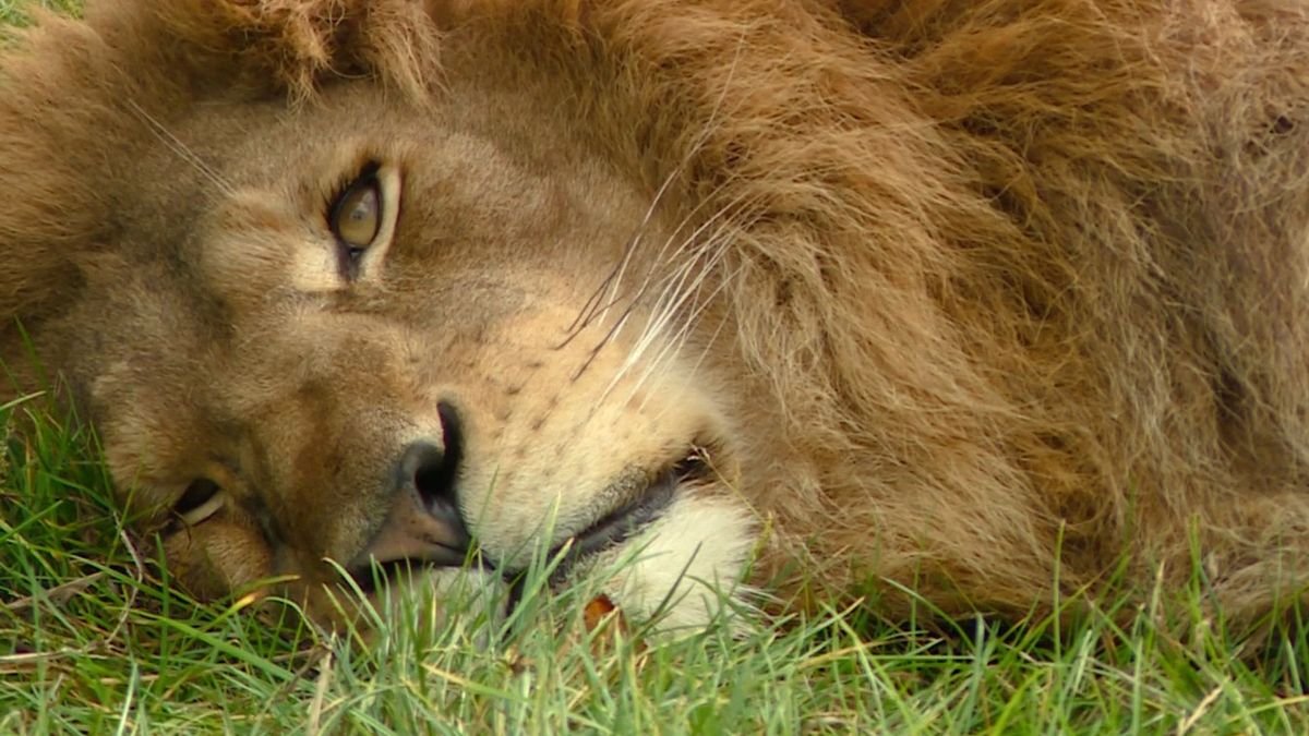 Leeuwen vermaken zich met zwembad in Nijeberkoop