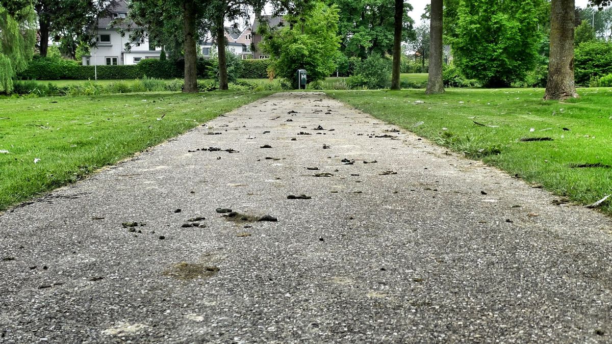 Ganzenstad Coevorden waggelt door de ganzenpoep in het Van Heutszpark