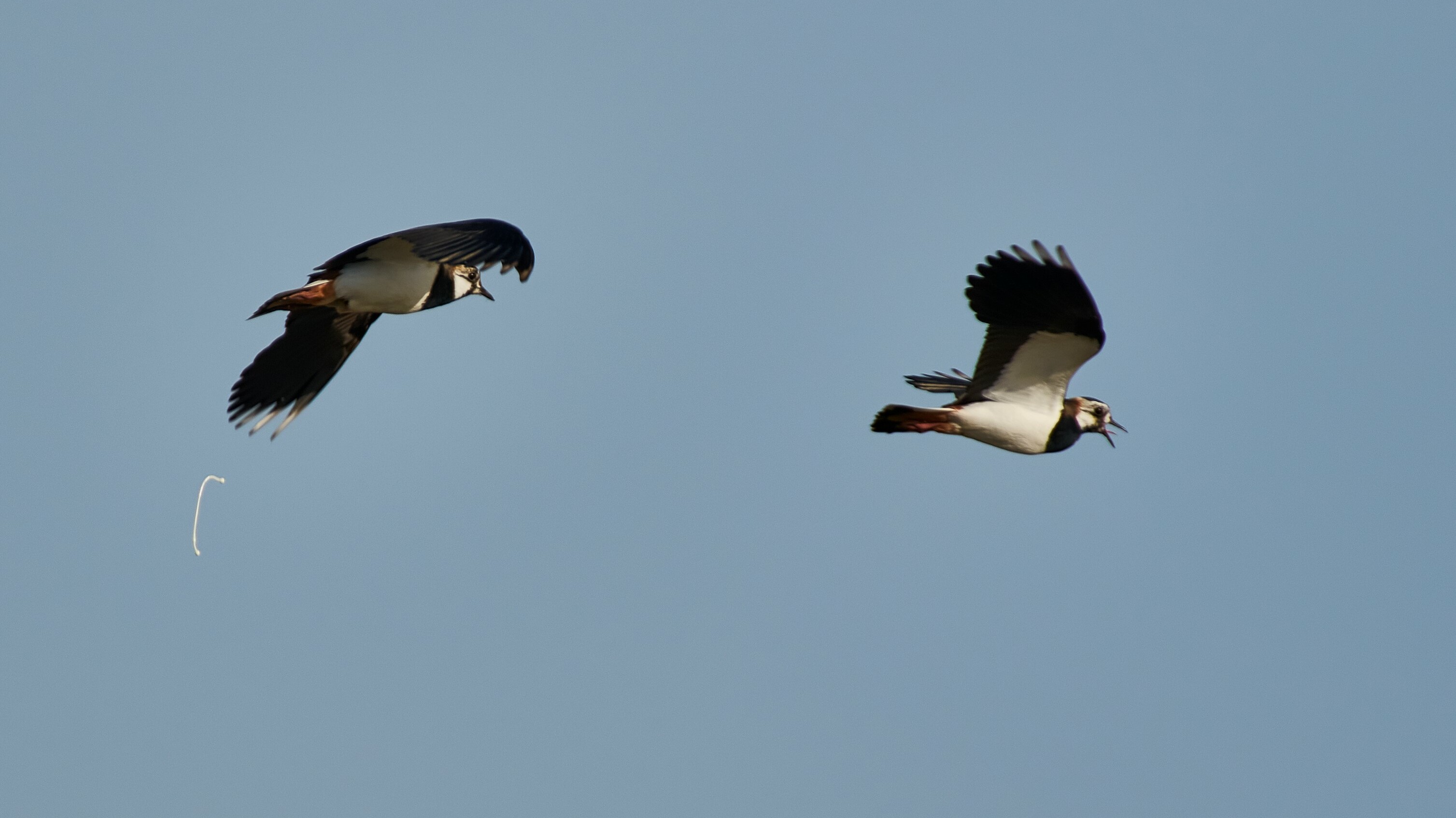Herstel weidevogelpopulatie bij boer vraagt om zwaardere maatregelen