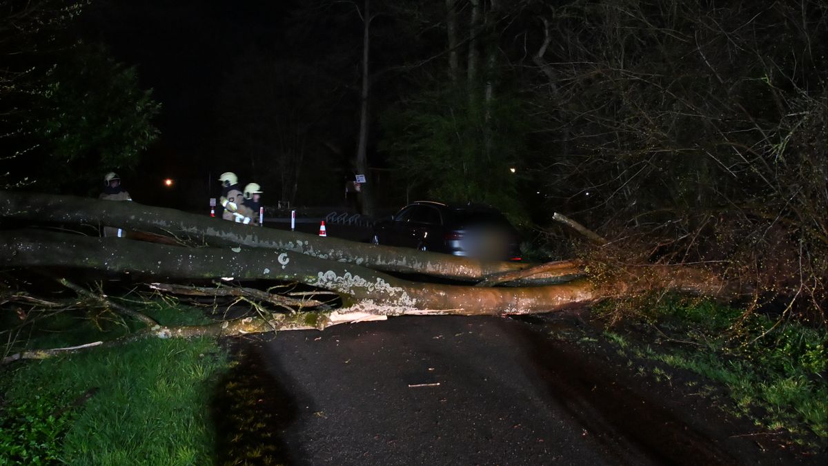 112 Nieuws: Gevallen bomen door harde wind | Auto belandt in sloot op N34