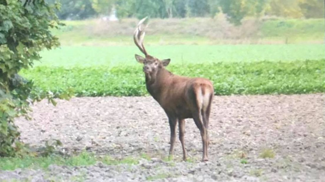 De 'eland' van Zeeuws-Vlaanderen bij Philippine