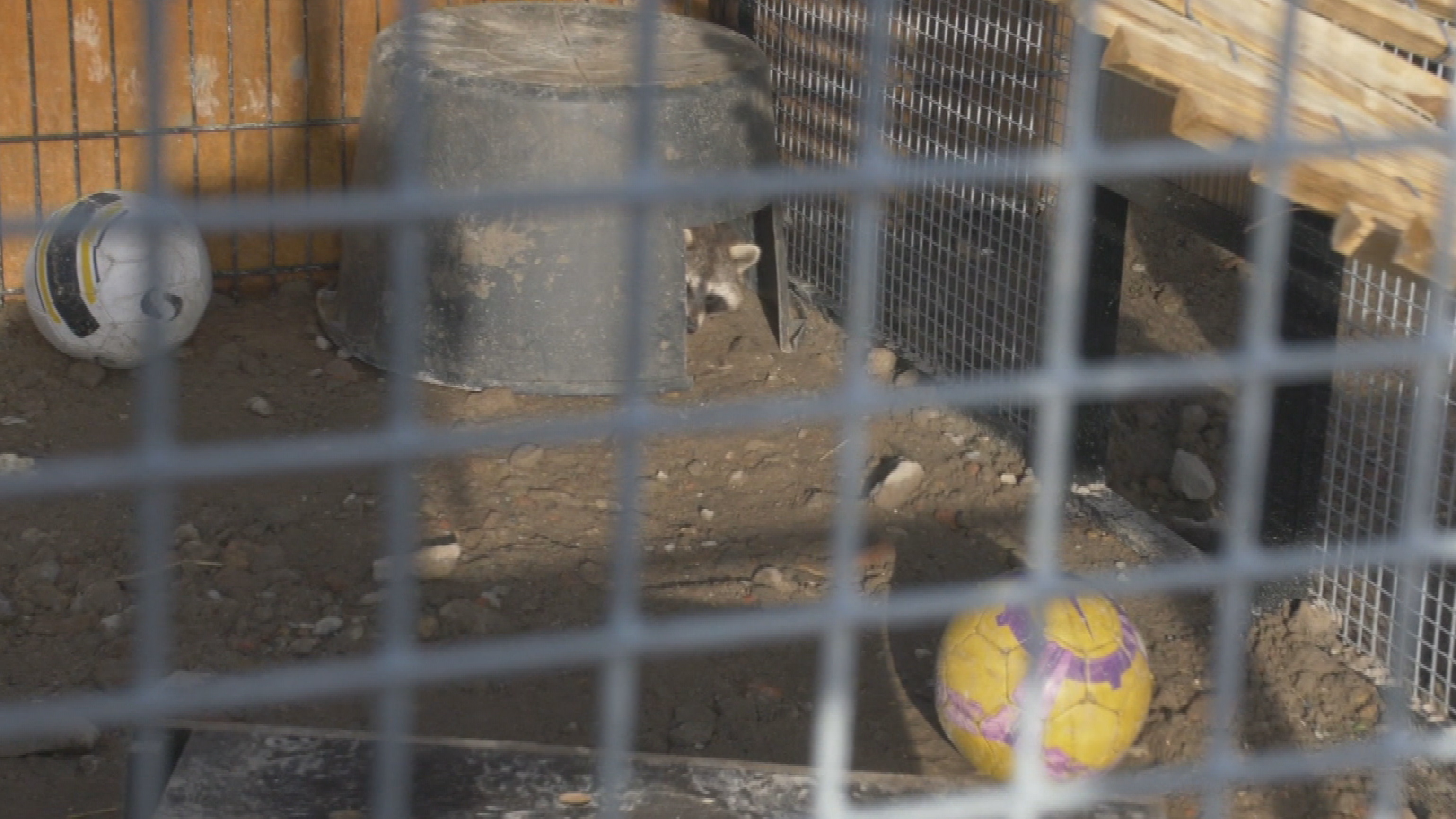 De enige wasbeer die niet is ontsnapt