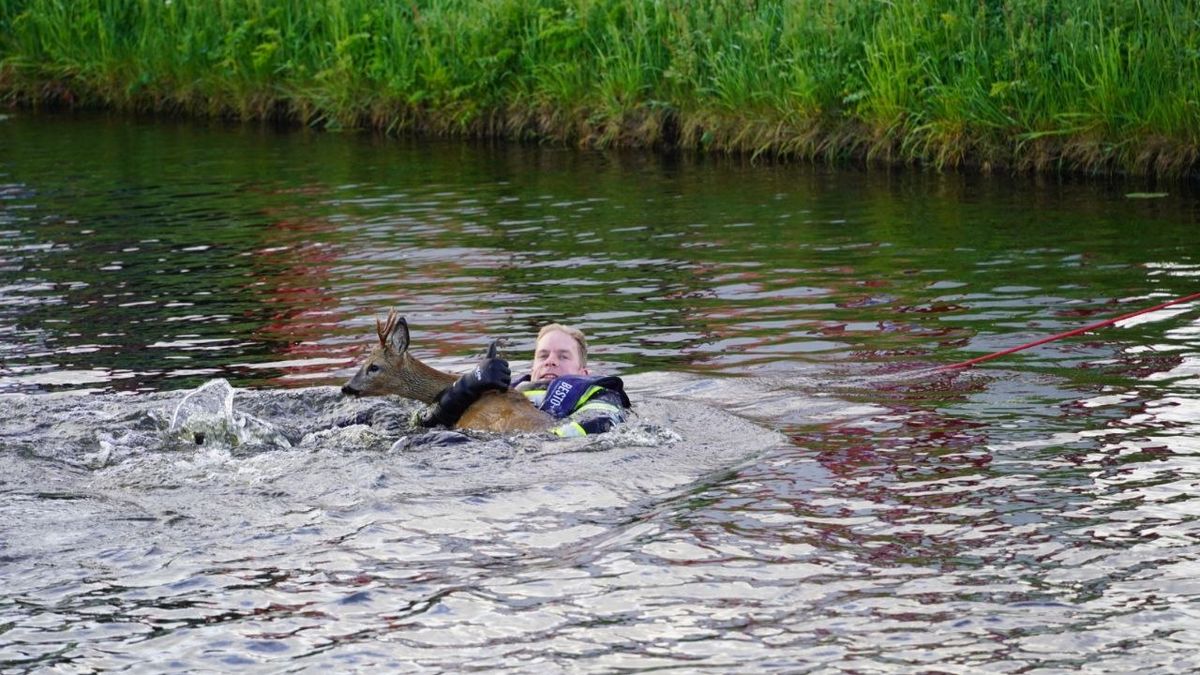 112 Nieuws: Brandweer redt ree uit het water in Dedemsvaart | Autobrand in Almelo