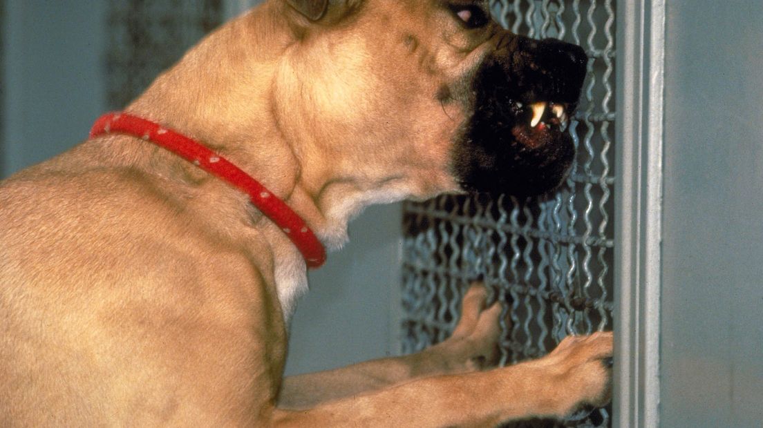 Cel en werkstraffen geëist voor hondengevechten (Rechten: ANP)