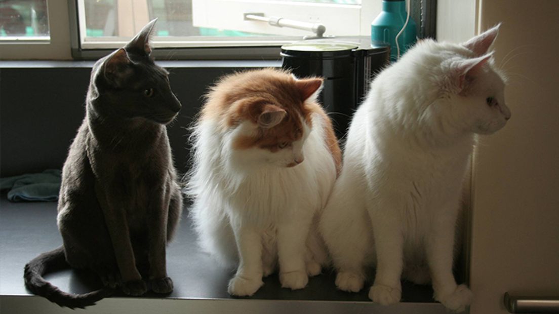 De drie katten van Geeske Kreulen zien iets interessants (Rechten: Geeske Kreulen)