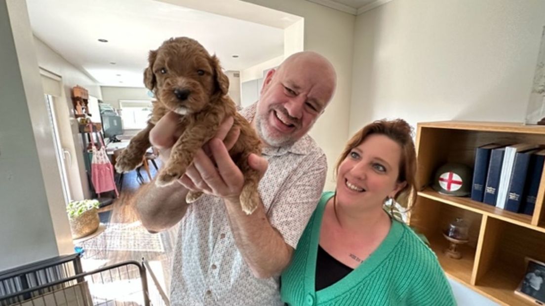 Labradoodle