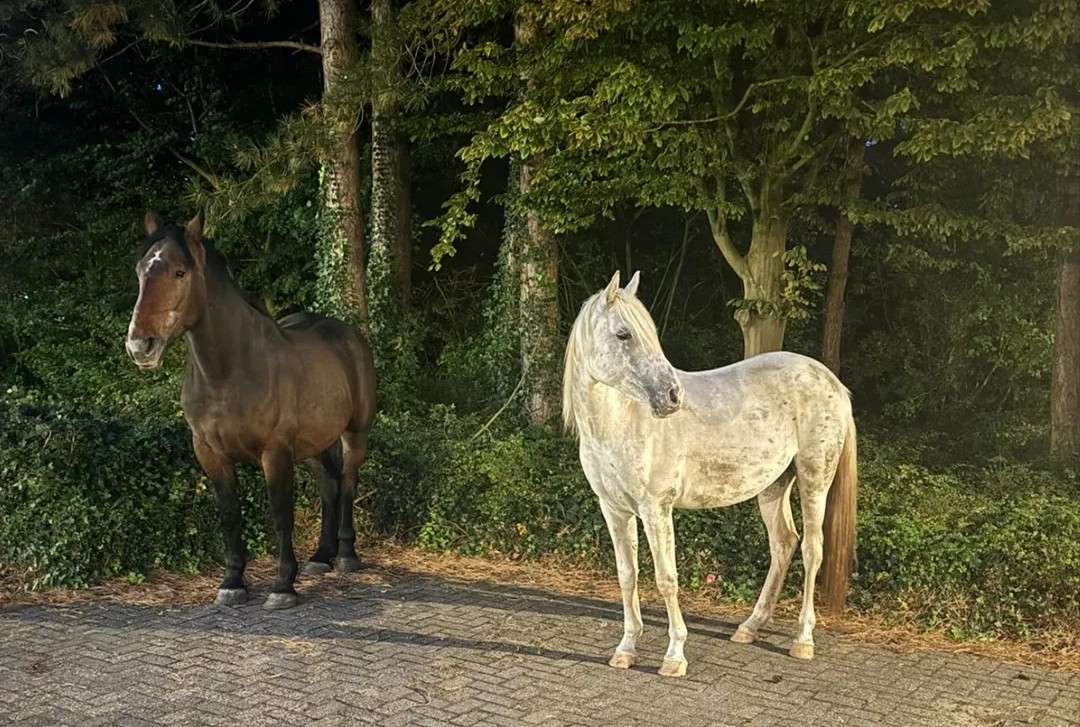 Ontsnapte paarden op N290, politie zet achtervolging in