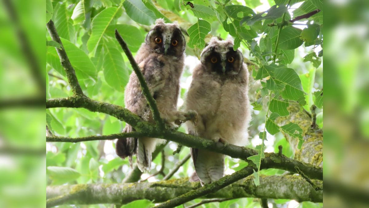 Uilen in de tuin in Nieuw Annerveen
