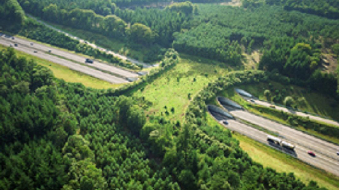 ecoduct_52a65cf3abd32ee1c125794b0043057a.jpg